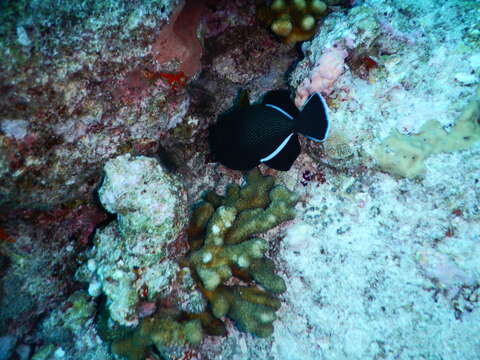 Image of Indian triggerfish