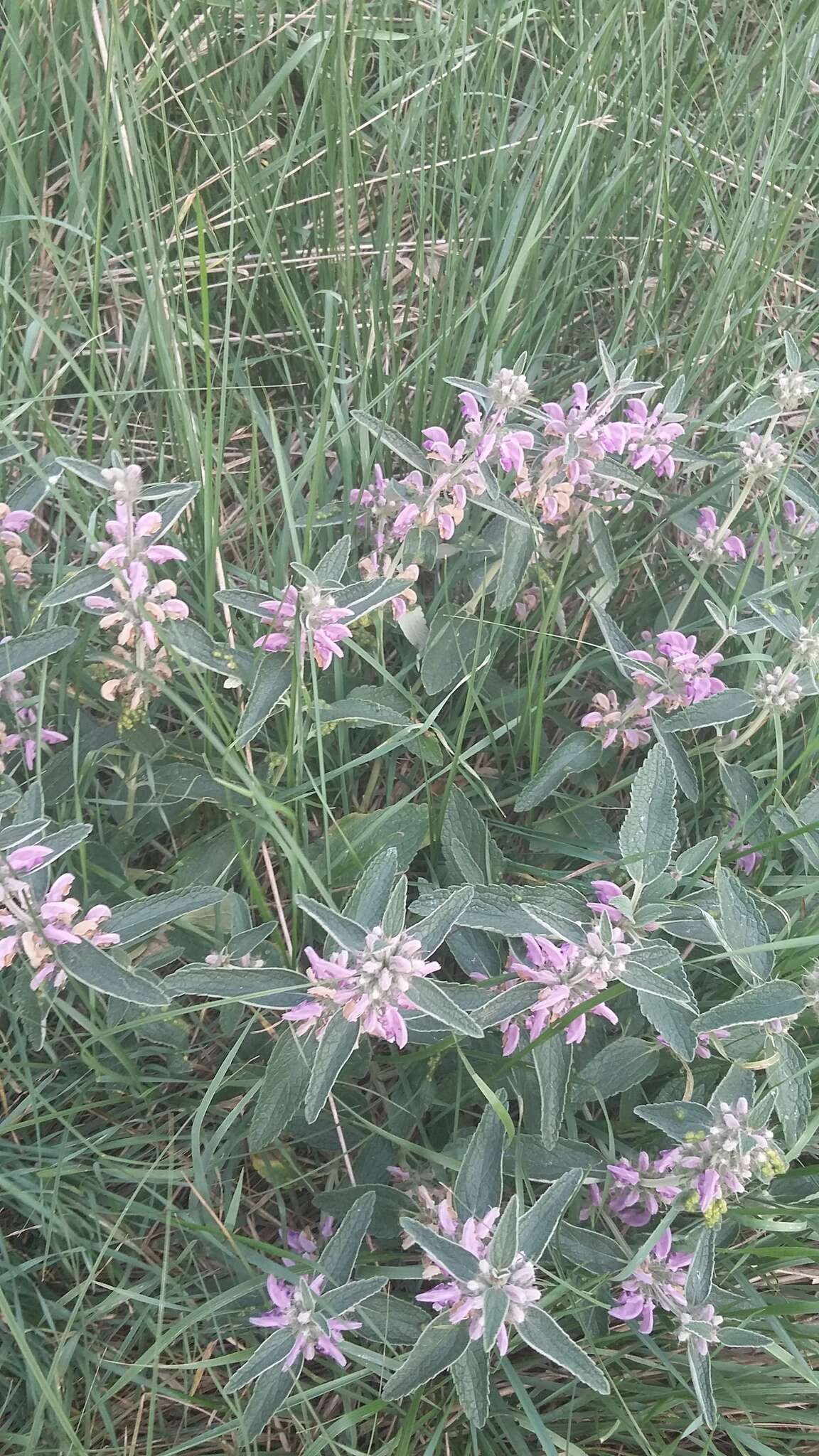 Image of Phlomis herba-venti L.