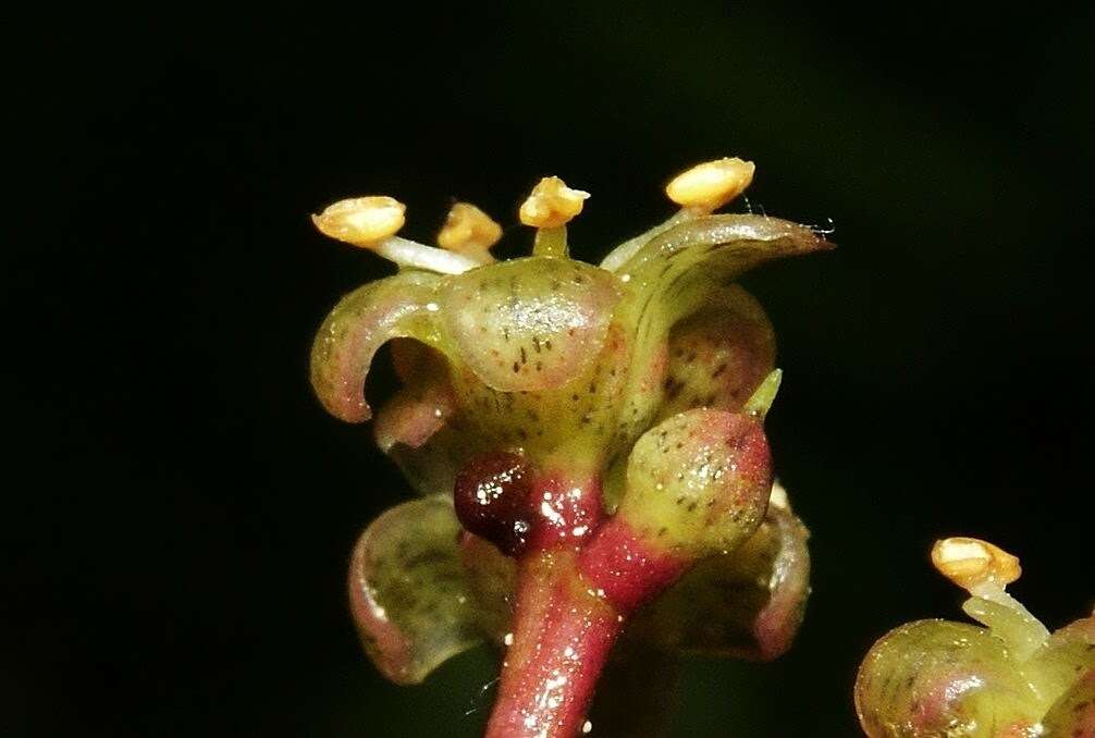 Imagem de Ardisia luquillensis (Britton) Alain