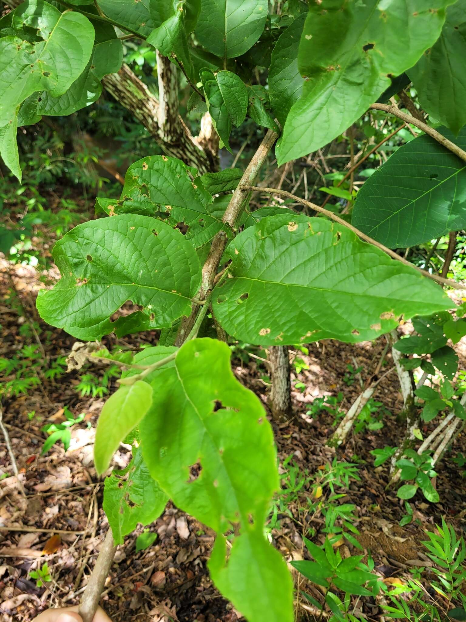 صورة Moquiniastrum polymorphum (Less.) G. Sancho