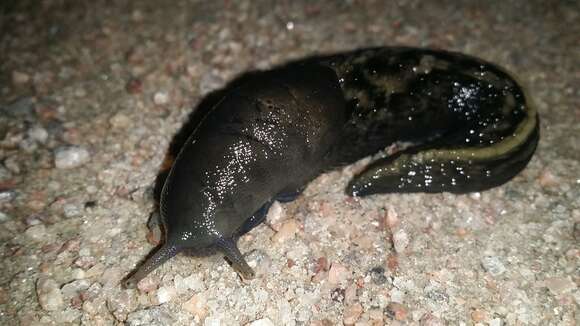 Image of ash-black slug