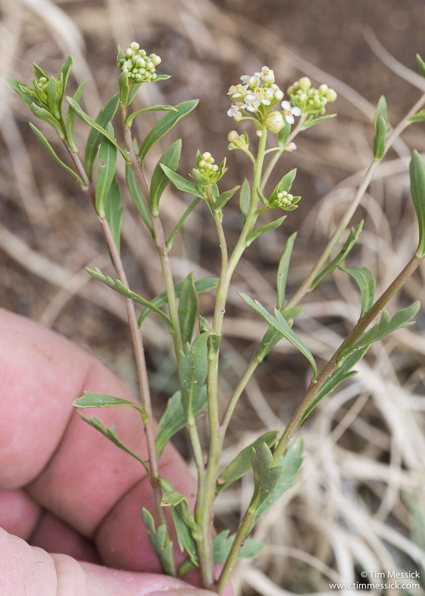 Image of mountain pepperweed