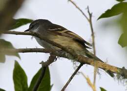 Image of White-throated Tyrannulet