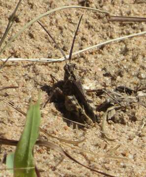 Plancia ëd Psinidia amplicornus Caudell 1903