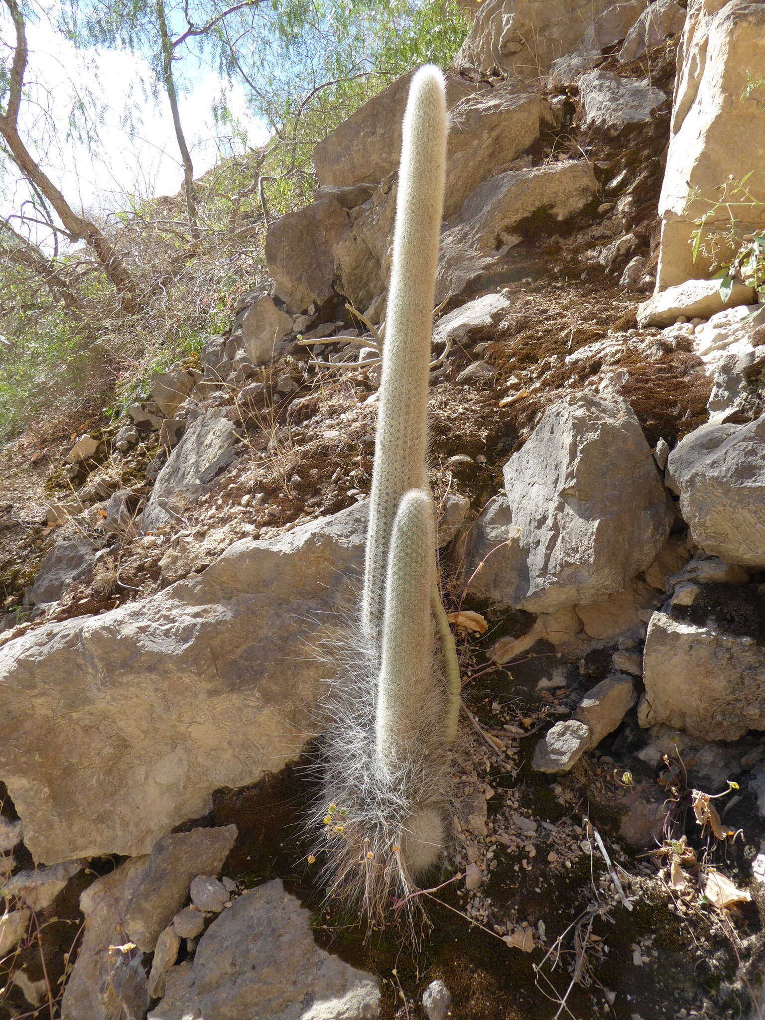 Image of Espostoa blossfeldiorum (Werderm.) Buxb.