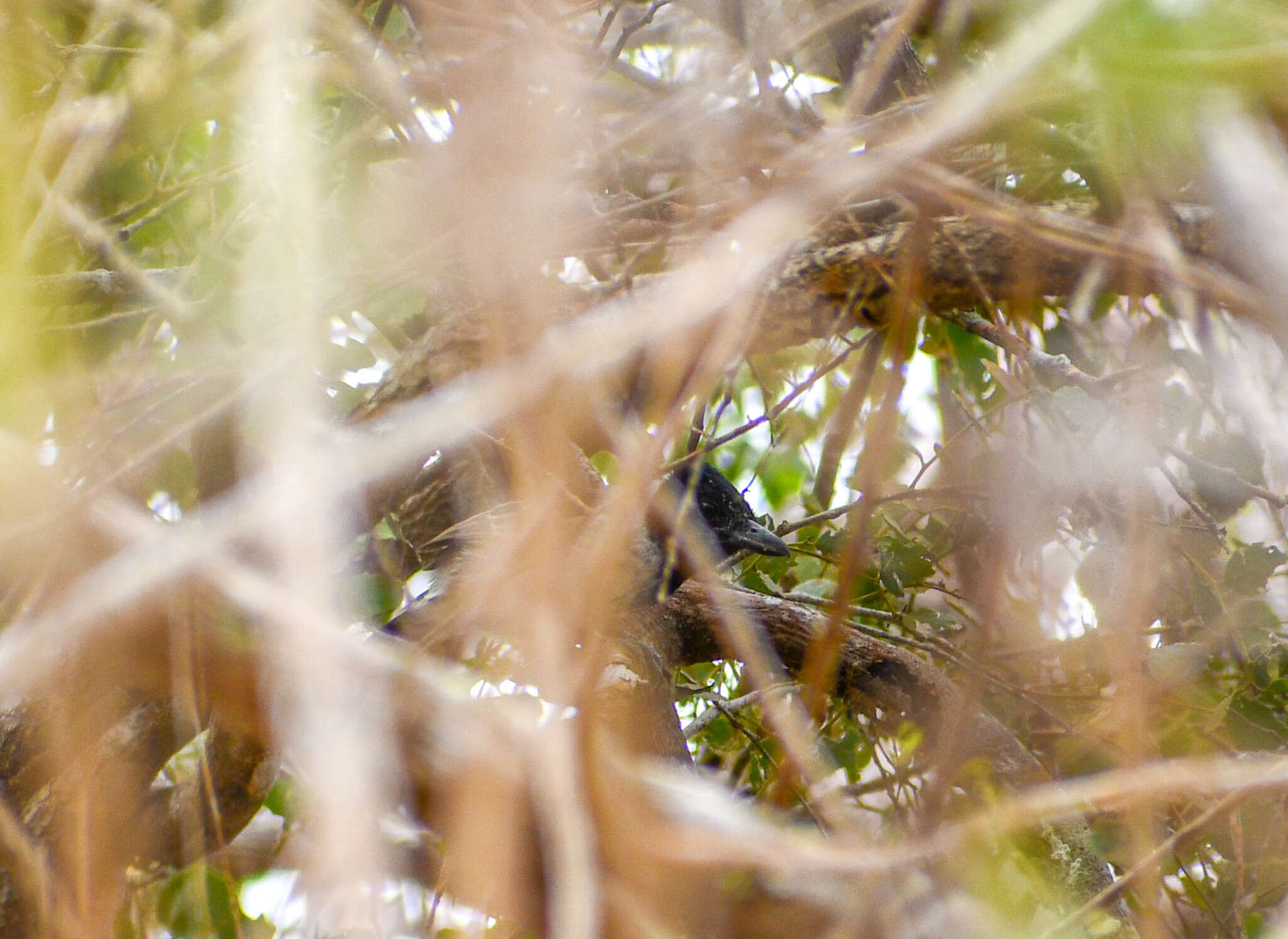 Image of Collared Antshrike