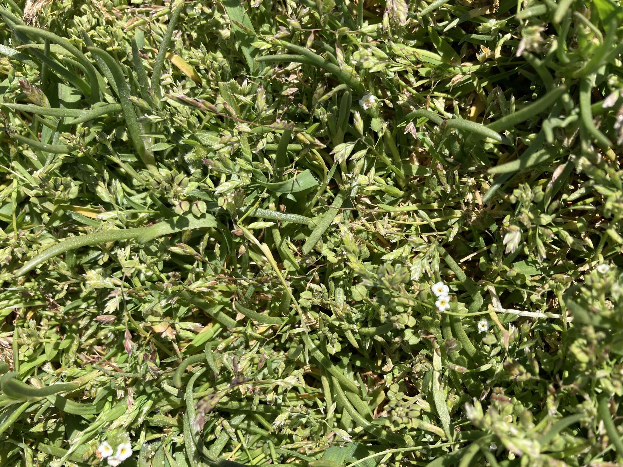 Sivun Lepidium oxycarpum Torr. & A. Gray kuva