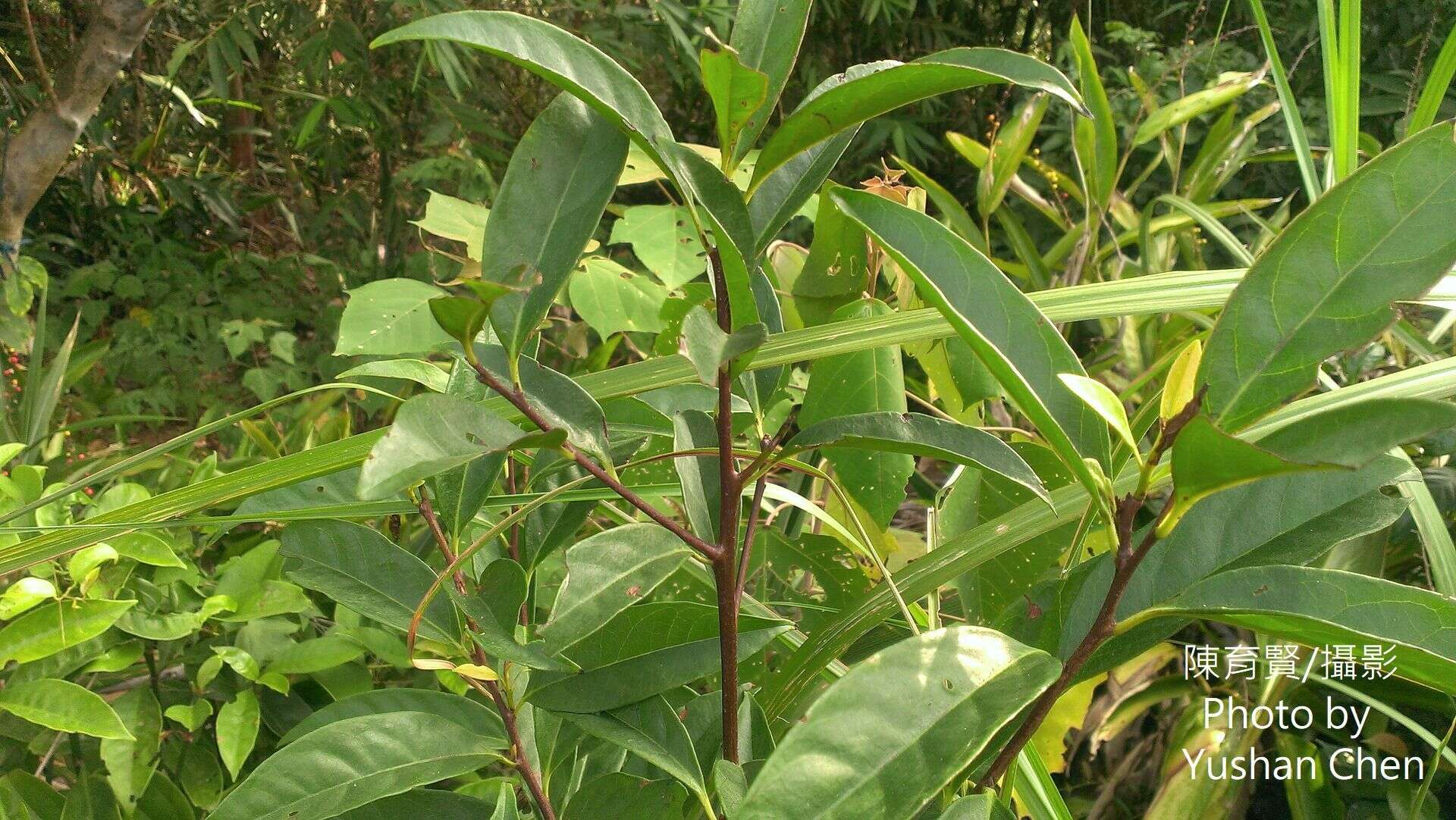 Image of Ehretia longiflora Champion ex Benth.