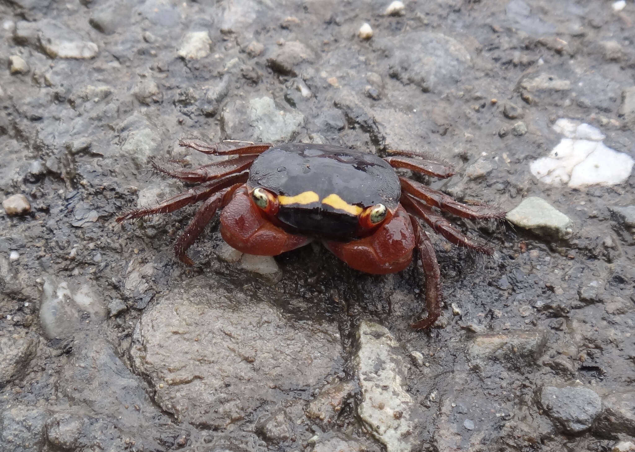 Image of apple crab