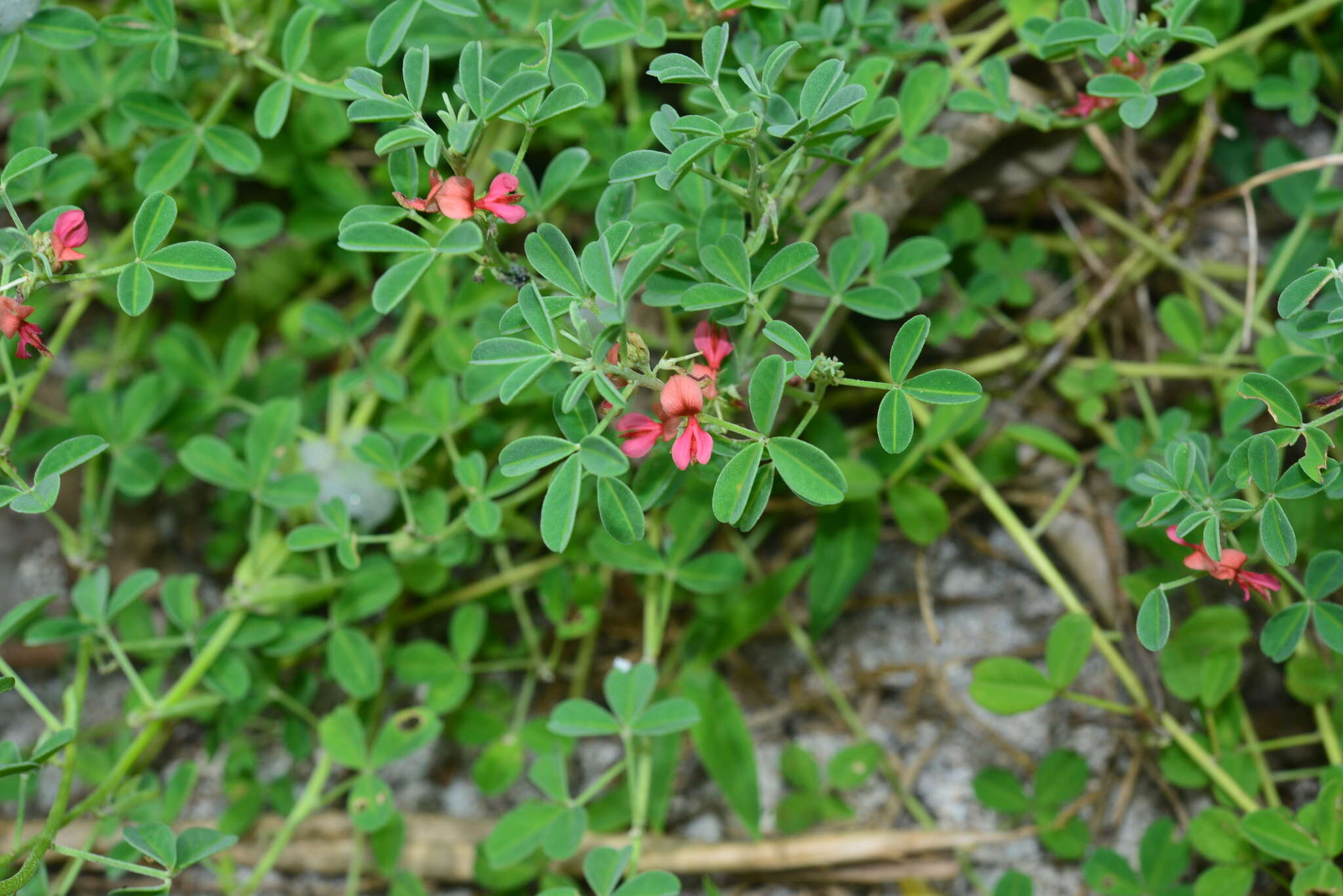 Image of threeleaf indigo