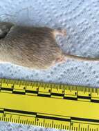 Image of Desert Pocket Mouse