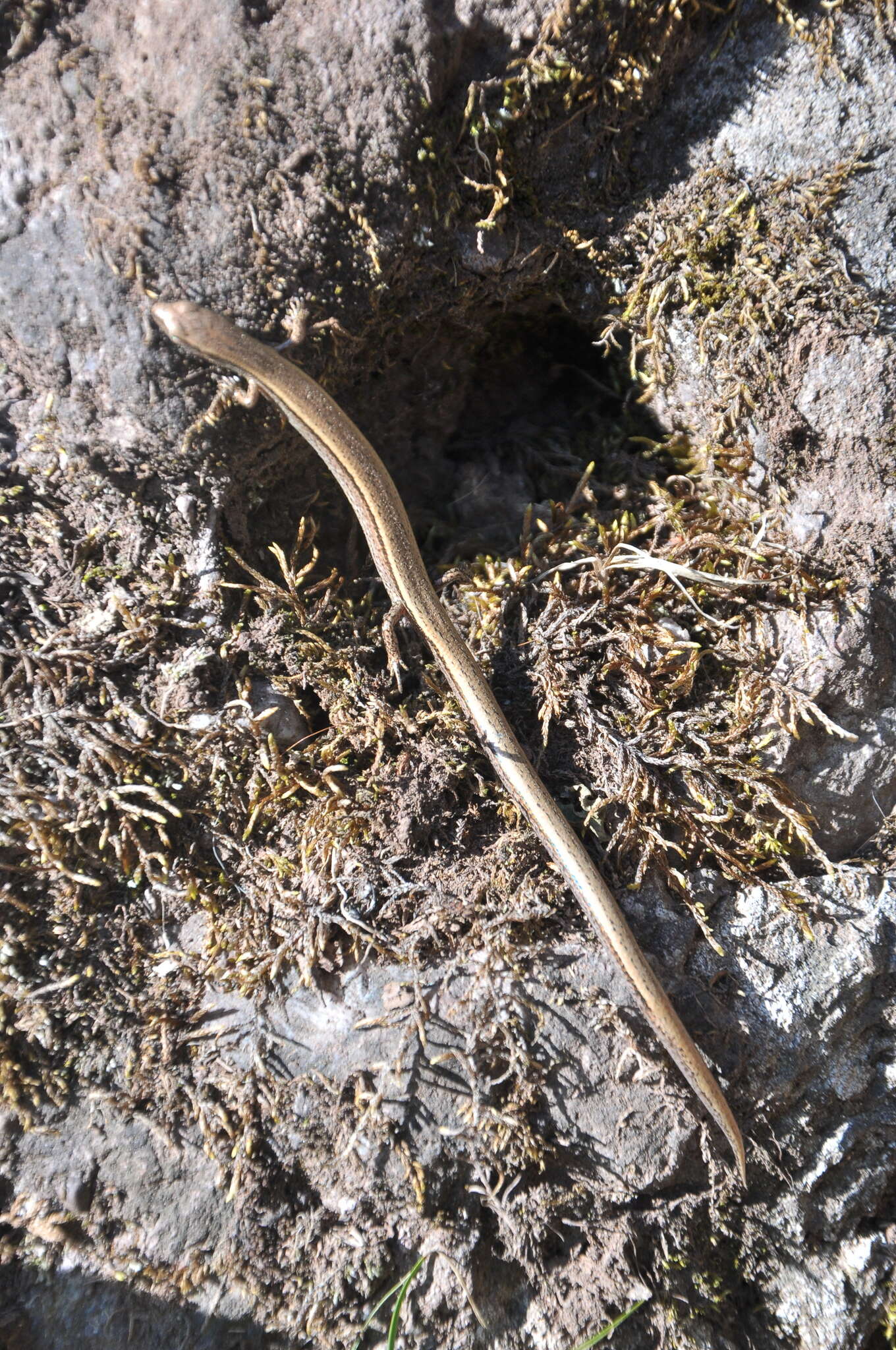 Image of Mountain Ground Skink (Walters, 2008)