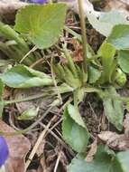 Image de Viola suavis subsp. adriatica (Freyn) L. Haesler
