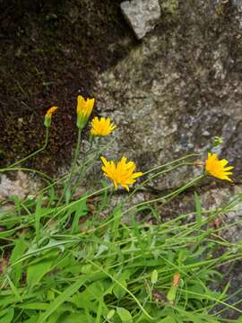 Image of mountain dwarfdandelion