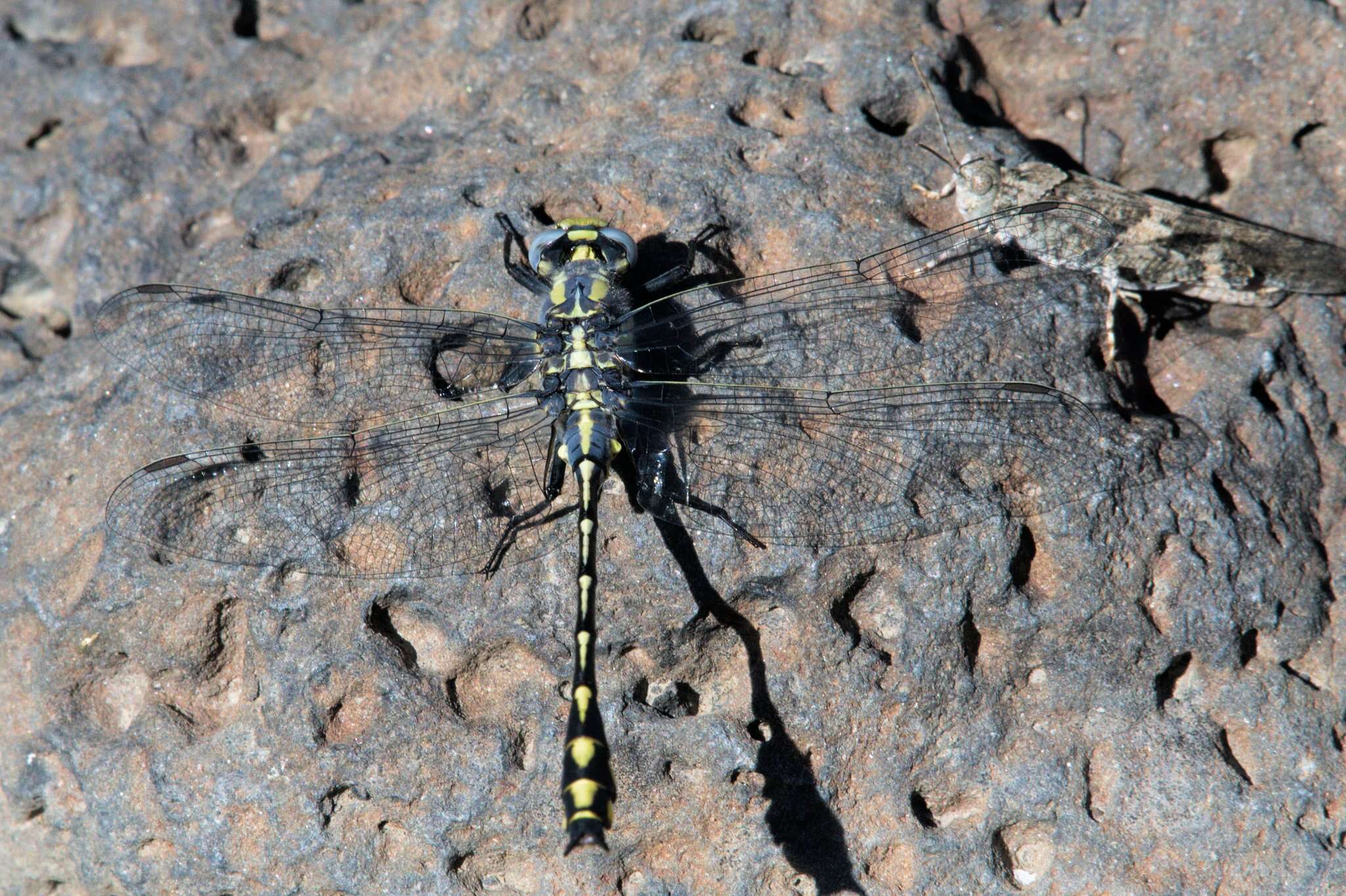 Image of Gomphurus lynnae (Paulson 1983)