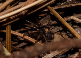 Image of Antmimic spider