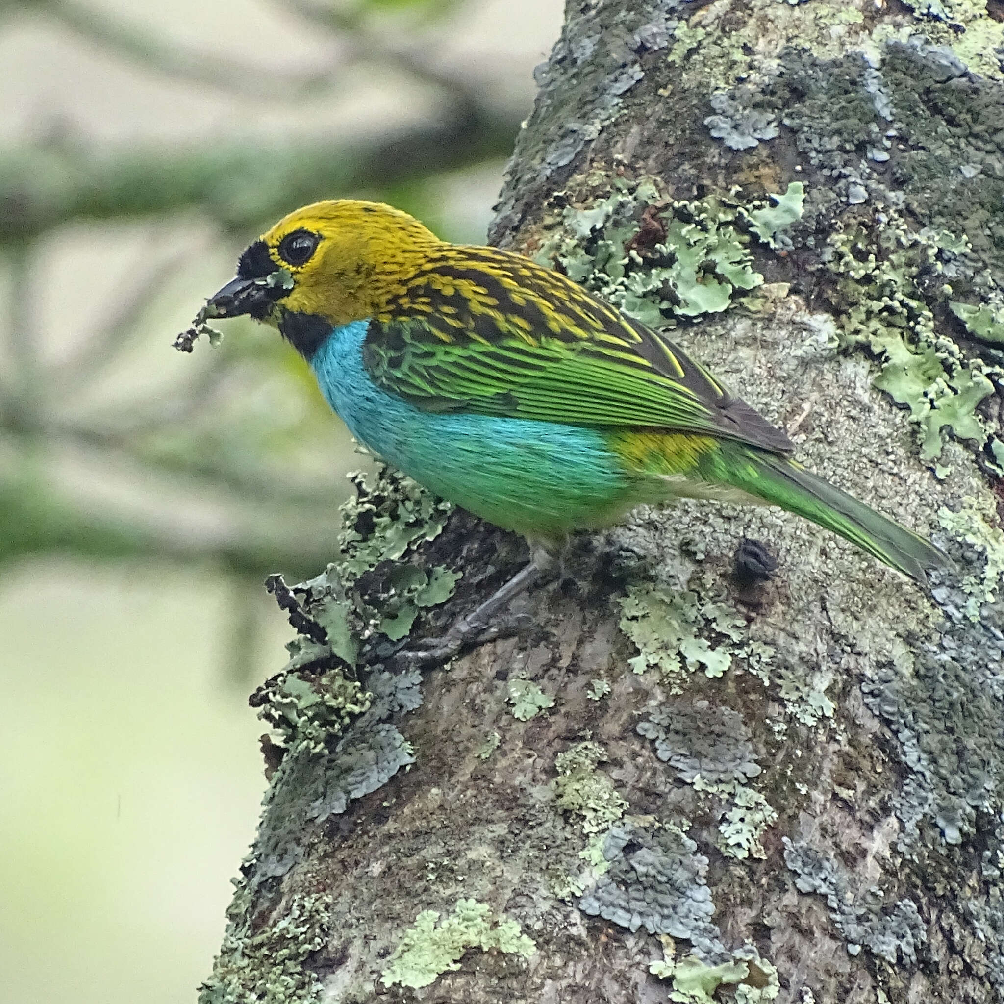 Image of Gilt-edged Tanager