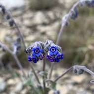 Image de Cynoglossum alpestre Ohwi