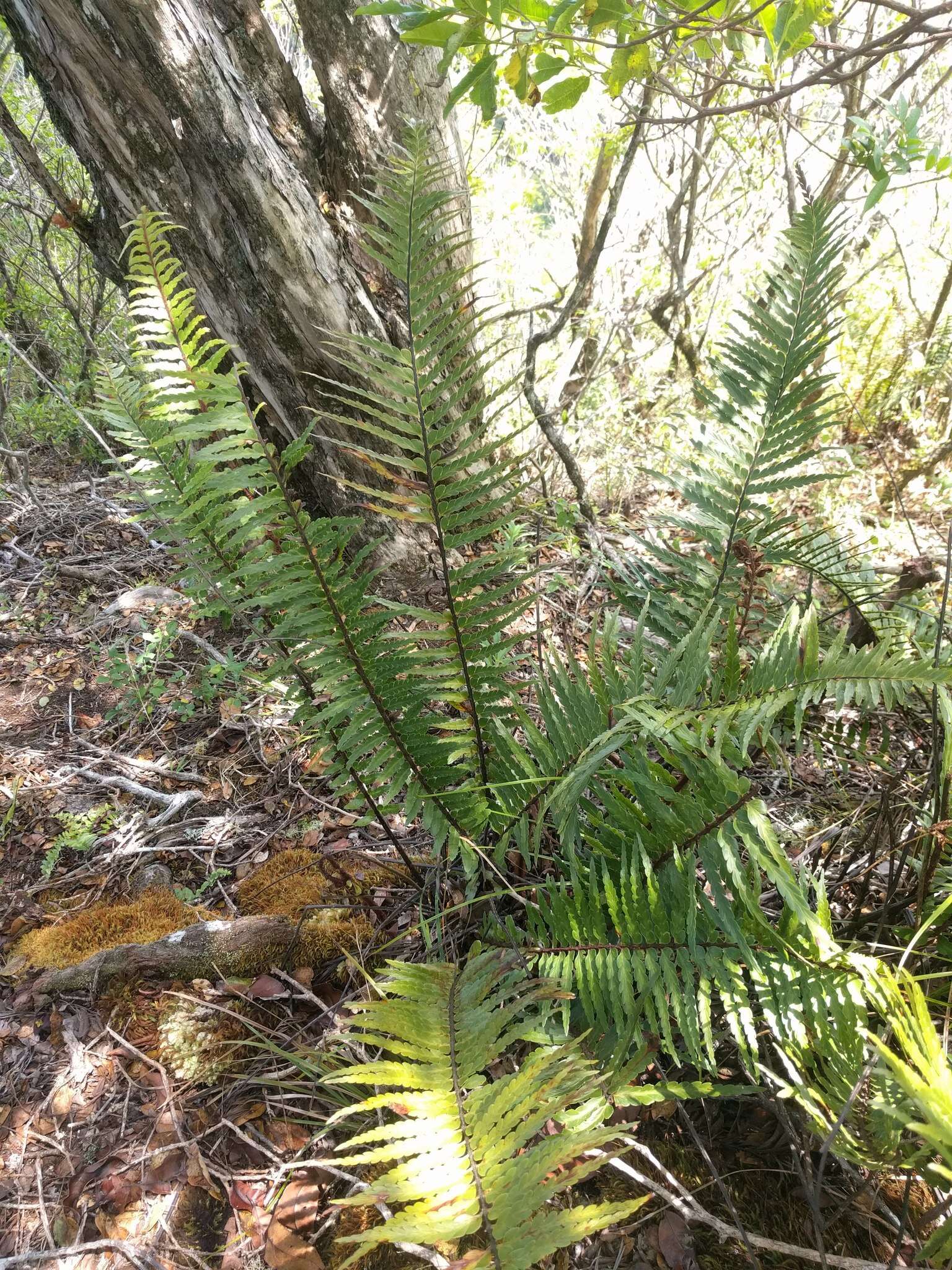 Image of Lacy Spleenwort