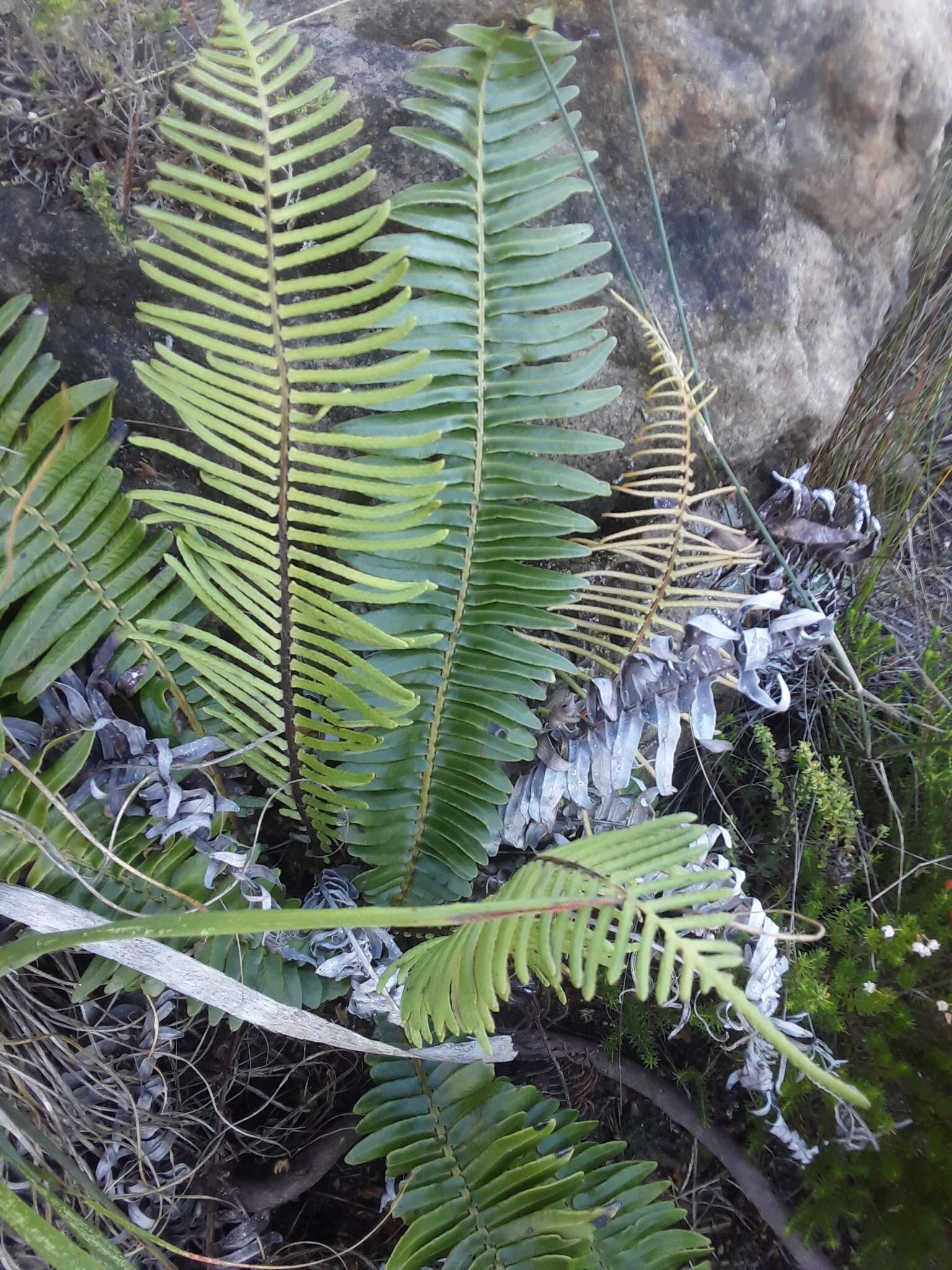 Image of Glossy Deer Fern