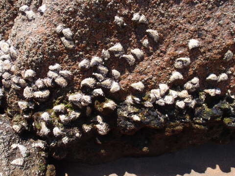 Image of Rock oyster