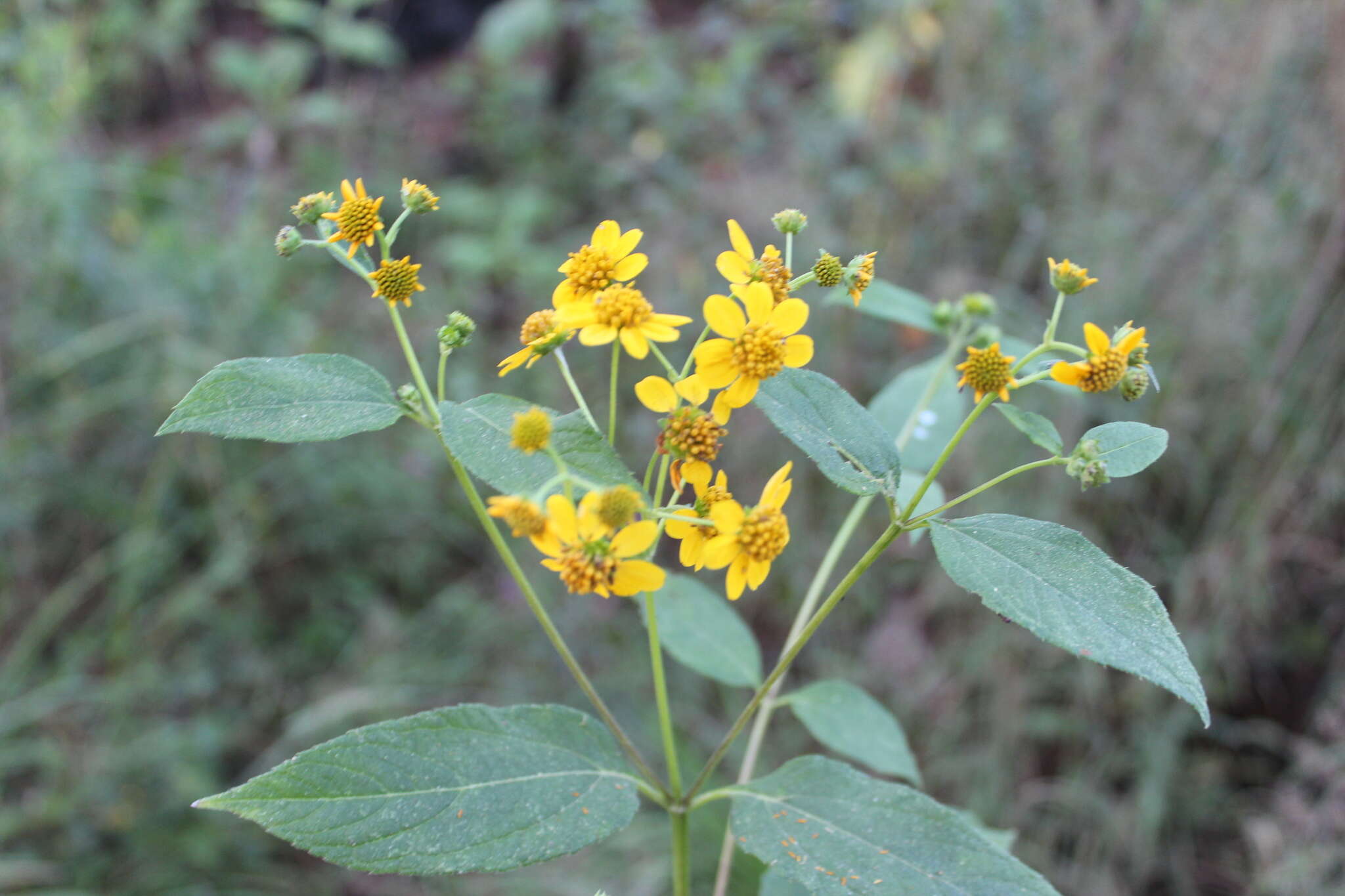 Image of Perymenium globosum Robinson