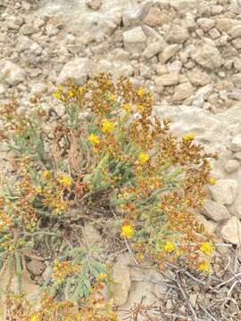 Image of Hypericum ericoides L.