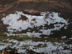 Image of Ceratiomyxa J. Schröter ex Engler & Prantl 1889