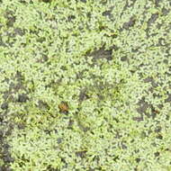 Image of least duckweed