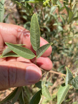 Image of Cajanus acutifolius (F. Muell.) Maesen