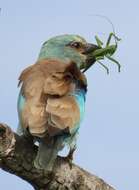 Image de Coracias garrulus semenowi Loudon & Tschusi 1902