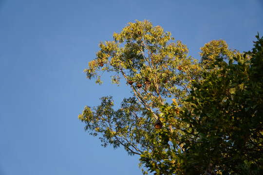 Image of Rodrigues Flying Fox