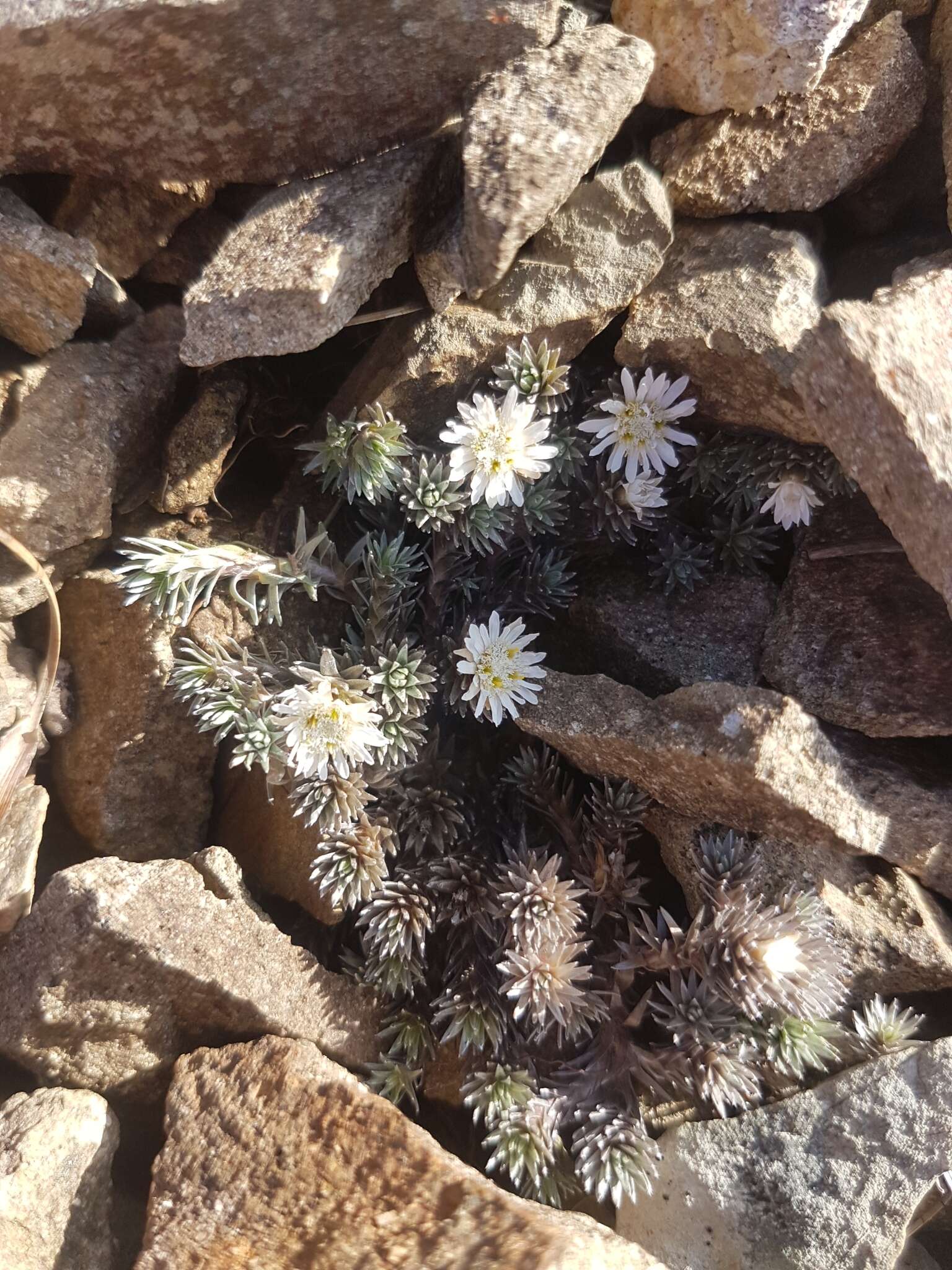 Image of Psychrophyton grandiflorum (Hook. fil.) Beauv.