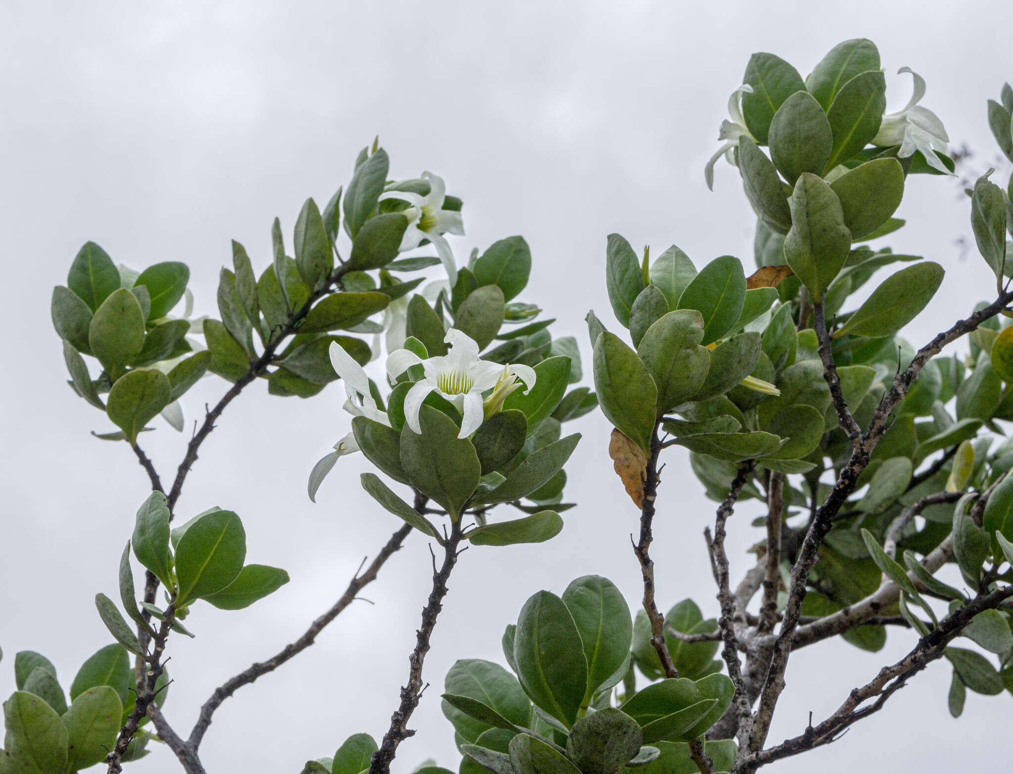 Image of Anthocercis viscosa subsp. viscosa