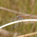 Diplacodes melanopsis (Martin 1901) resmi