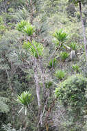 Image of Dracaena xiphophylla Baker