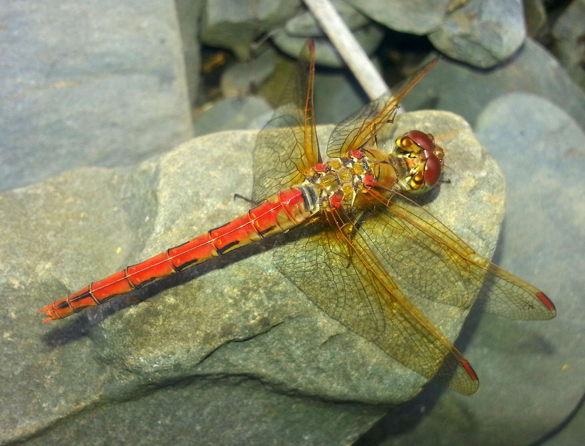 Image of <i>Sympetrum striolatum imitoides</i> Bartenef 1919