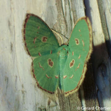 Image of Comostola meritaria Walker 1861