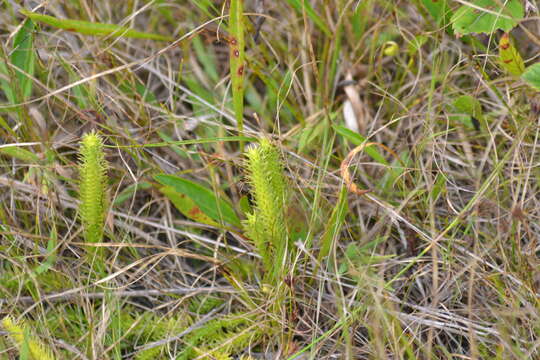 Image of clubmoss