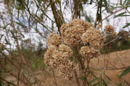 Ozothamnus argophyllus (A. Cunn. ex DC.) A. A. Anderberg resmi