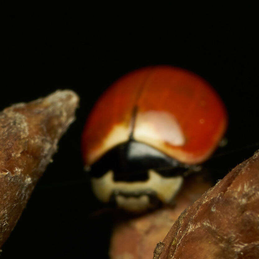 Image of Coccinella trifasciata subversa Le Conte 1854