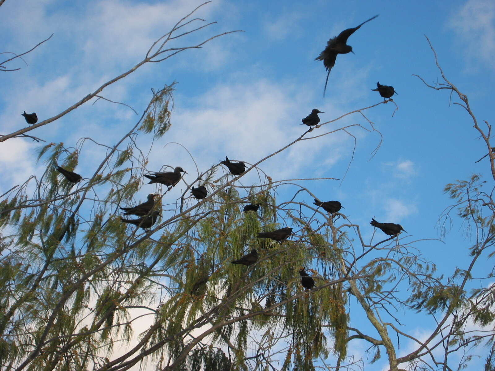 Image of Black Noddy