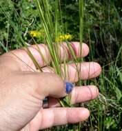 Imagem de Stipa spartea Trin.