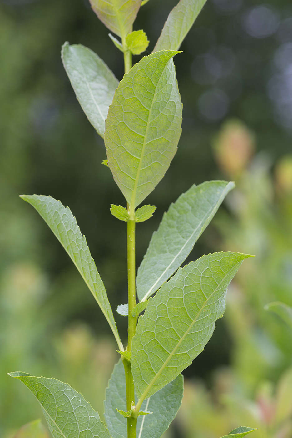 Salix starkeana Willd. resmi