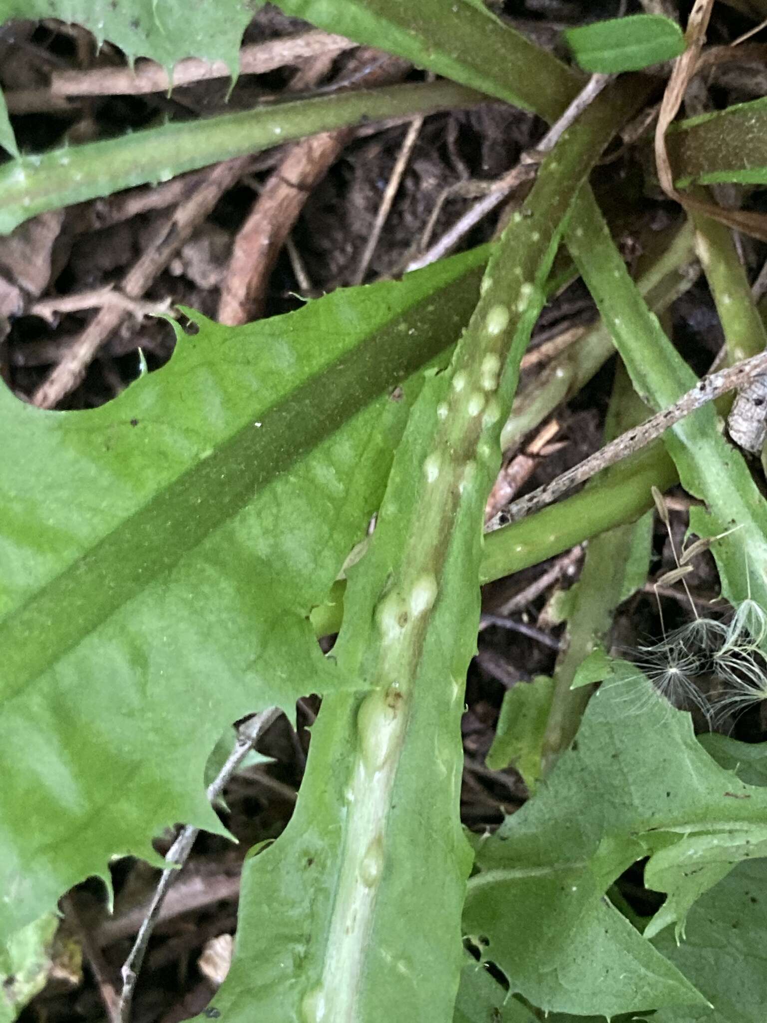 Image of Dandelion gall wasp