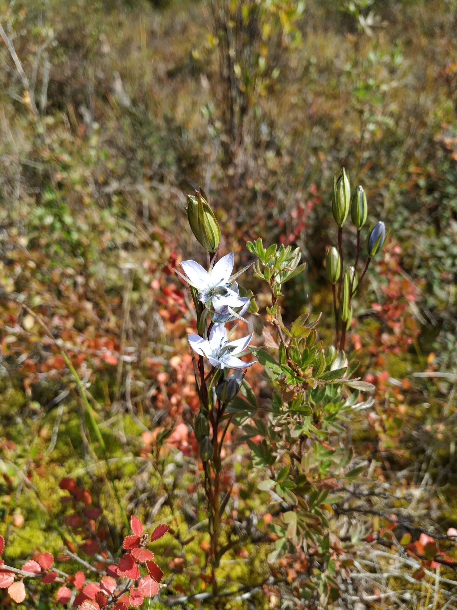 Image of Lomatogonium rotatum (L.) Fr. ex Fernald