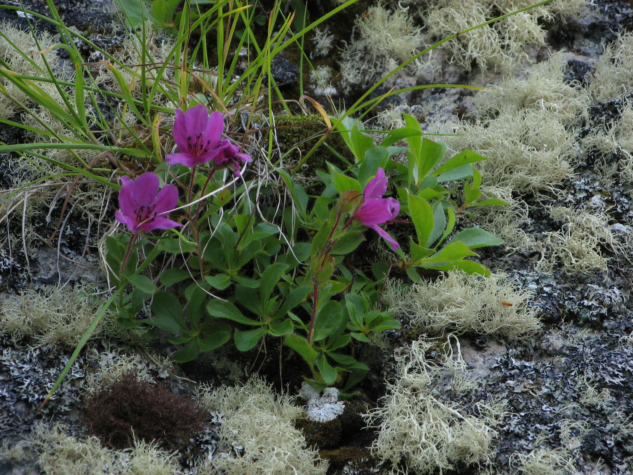 Imagem de Rhododendron camtschaticum Pall.