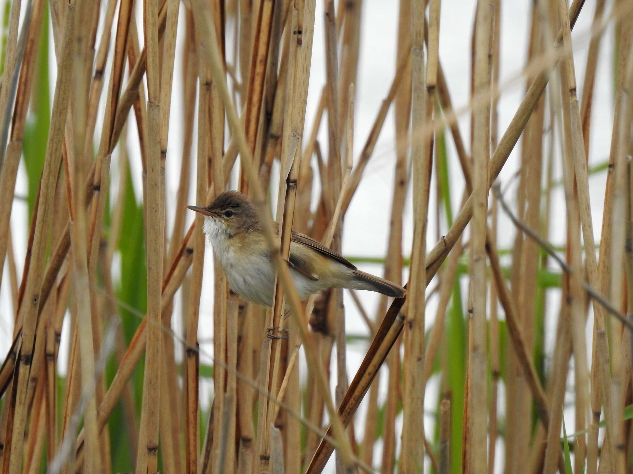 Image of Reed Warbler