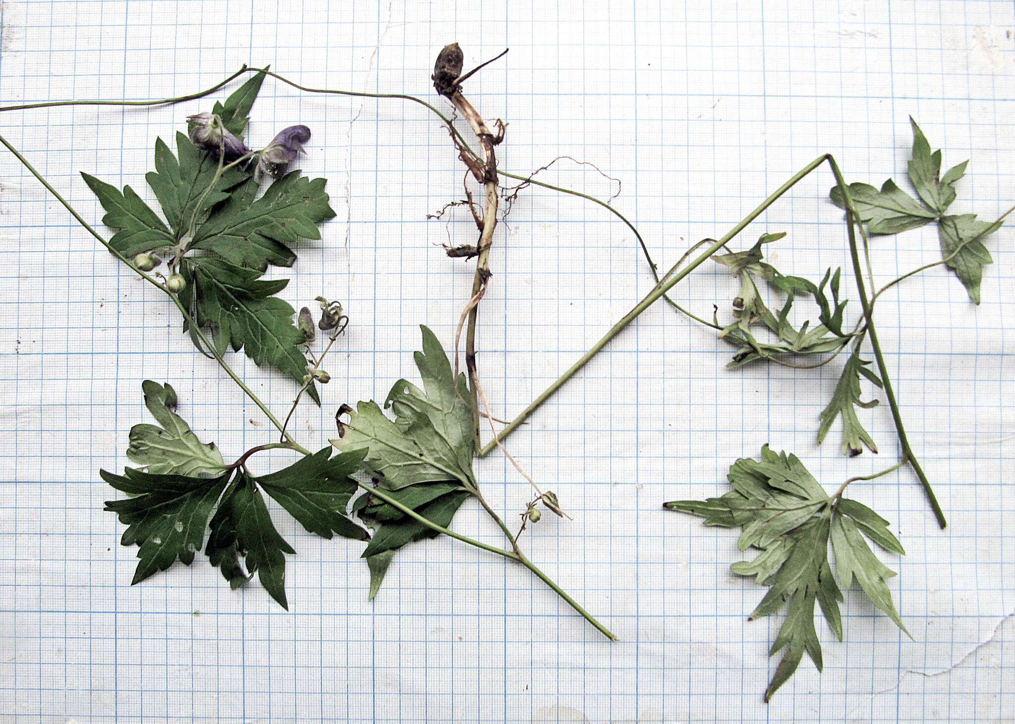 Imagem de Aconitum stoloniferum Vorosh.