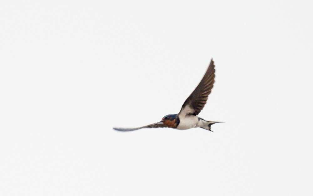 Hirundo lucida Hartlaub 1858 resmi